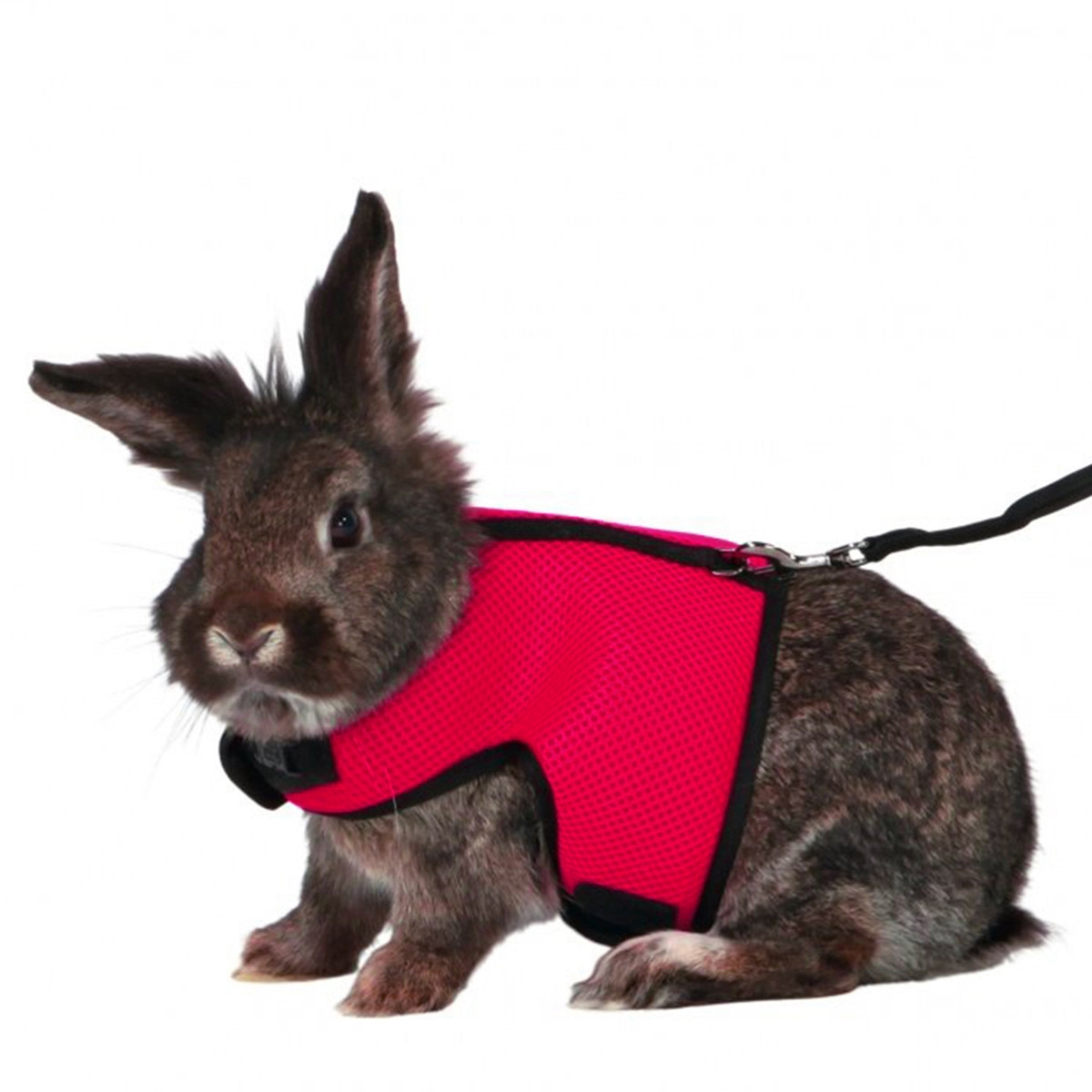 Haustier-Geschirr mit Leine fü – Running Gear Rabbit Bewertung und Preis